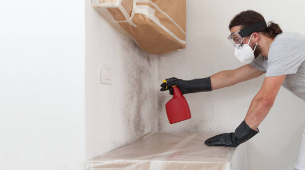 Professional Basement Mold Remediation technician working in Lake Dallas, TX