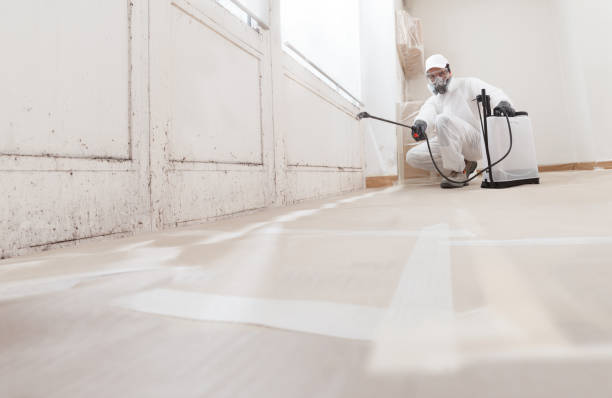 24/7 Emergency Basement Mold Remediation experts in Lake Dallas, TX