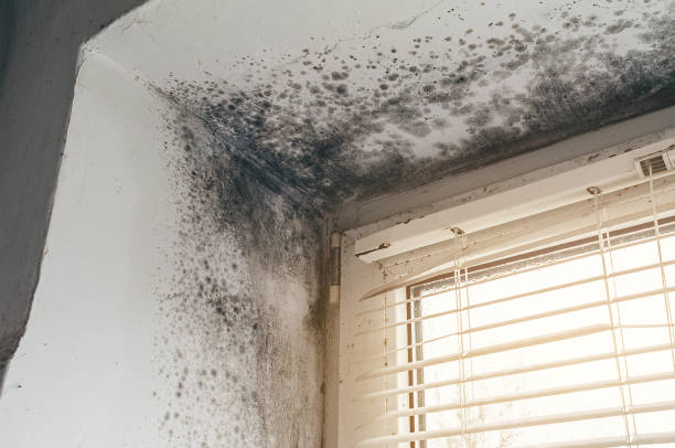Affordable Basement Mold Remediation solutions in Lake Dallas, TX